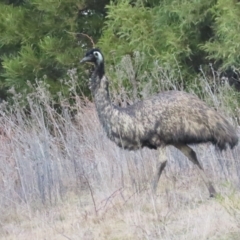 Dromaius novaehollandiae at Cotter River, ACT - 29 Jul 2023