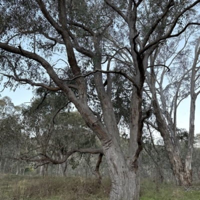 Eucalyptus dives (Broad-leaved Peppermint) at Belconnen, ACT - 29 Jul 2023 by lbradley