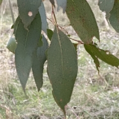 Eucalyptus dives at Yarralumla, ACT - 29 Jul 2023 05:08 PM