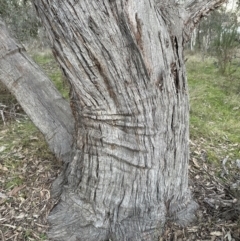 Eucalyptus dives at Yarralumla, ACT - 29 Jul 2023 05:08 PM