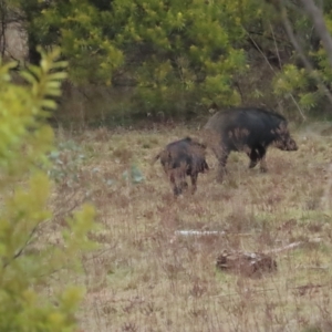 Sus scrofa at Cotter River, ACT - 29 Jul 2023