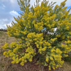 Acacia covenyi (Blue Bush) at Isaacs, ACT - 29 Jul 2023 by Mike