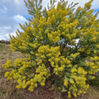 Acacia covenyi (Blue Bush) at Isaacs Ridge - 29 Jul 2023 by Mike