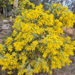 Acacia baileyana at Isaacs, ACT - 29 Jul 2023