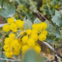 Acacia podalyriifolia (Queensland Silver Wattle) at Isaacs, ACT - 29 Jul 2023 by Mike