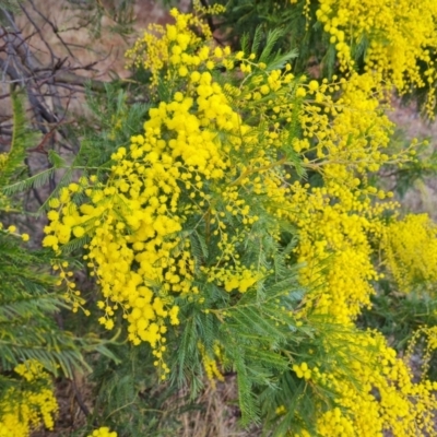 Acacia decurrens (Green Wattle) at Isaacs, ACT - 29 Jul 2023 by Mike