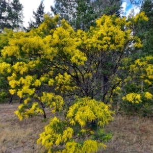 Acacia decurrens at Isaacs, ACT - 29 Jul 2023