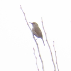 Phylidonyris pyrrhopterus (Crescent Honeyeater) at Cotter River, ACT - 29 Jul 2023 by TomW