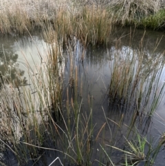 Eleocharis acuta (Common Spike-rush) at Aranda, ACT - 29 Jul 2023 by lbradley