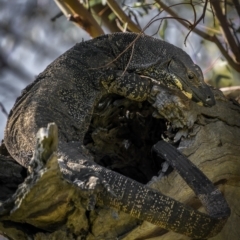 Varanus varius (Lace Monitor) at Piney Range, NSW - 25 Jul 2023 by trevsci