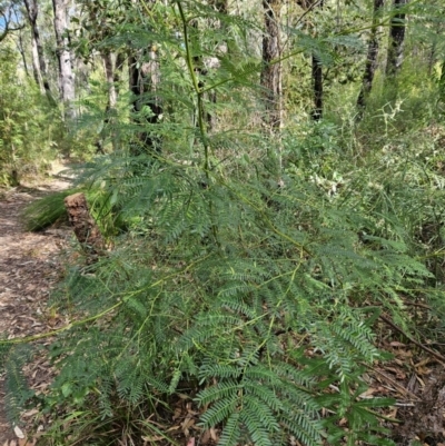 Acacia terminalis (Sunshine Wattle) at Ulladulla, NSW - 28 Jul 2023 by MatthewFrawley