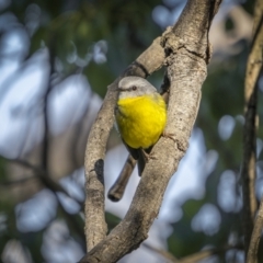 Eopsaltria australis (Eastern Yellow Robin) at Piney Range, NSW - 26 Jul 2023 by trevsci