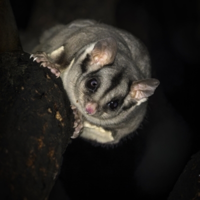 Petaurus notatus (Krefft’s Glider, formerly Sugar Glider) at Piney Range, NSW - 24 Jul 2023 by trevsci