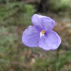 Patersonia sericea (Silky Purple-flag) at Ulladulla, NSW - 28 Jul 2023 by MatthewFrawley