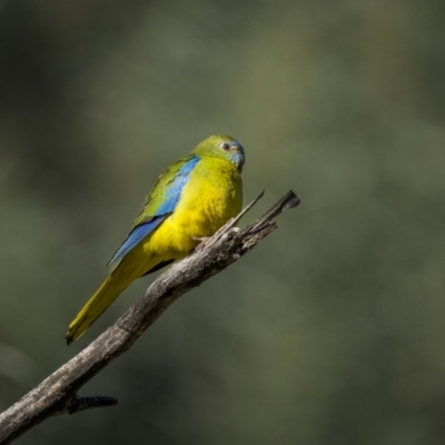 Neophema pulchella (Turquoise Parrot) at Piney Range, NSW - 26 Jul 2023 by trevsci