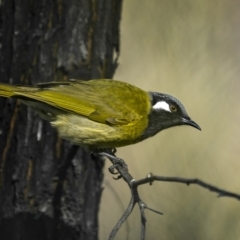 Nesoptilotis leucotis (White-eared Honeyeater) at Piney Range, NSW - 25 Jul 2023 by trevsci