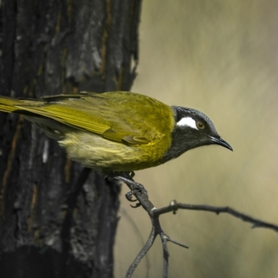 Nesoptilotis leucotis (White-eared Honeyeater) at Piney Range, NSW - 25 Jul 2023 by trevsci