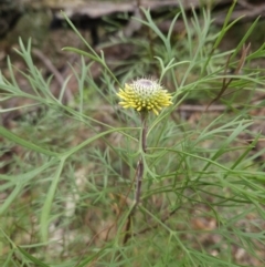 Isopogon anemonifolius (Common Drumsticks) at Ulladulla, NSW - 28 Jul 2023 by MatthewFrawley