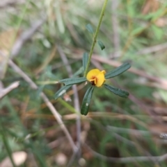 Pultenaea retusa (Blunt Bush-pea) at Ulladulla, NSW - 28 Jul 2023 by MatthewFrawley