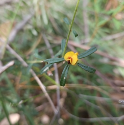Pultenaea retusa (Blunt Bush-pea) at Ulladulla, NSW - 28 Jul 2023 by MatthewFrawley
