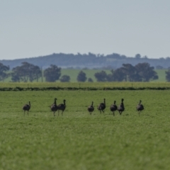 Dromaius novaehollandiae (Emu) at Bimbi, NSW - 25 Jul 2023 by trevsci