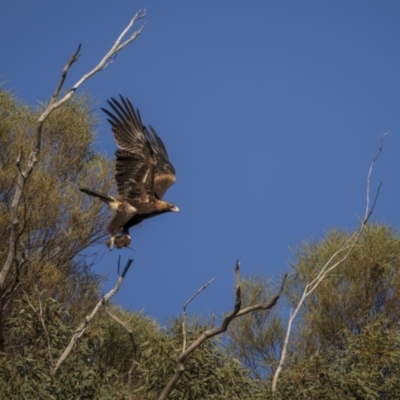 Aquila audax (Wedge-tailed Eagle) at Piney Range, NSW - 25 Jul 2023 by trevsci