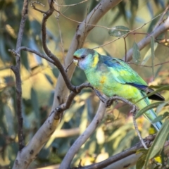 Barnardius zonarius (Australian Ringneck) at Piney Range, NSW - 24 Jul 2023 by trevsci