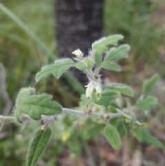 Xanthosia pilosa (Woolly Xanthosia) at Ulladulla, NSW - 28 Jul 2023 by MatthewFrawley