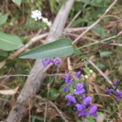 Hardenbergia violacea (False Sarsaparilla) at Ulladulla, NSW - 28 Jul 2023 by MatthewFrawley