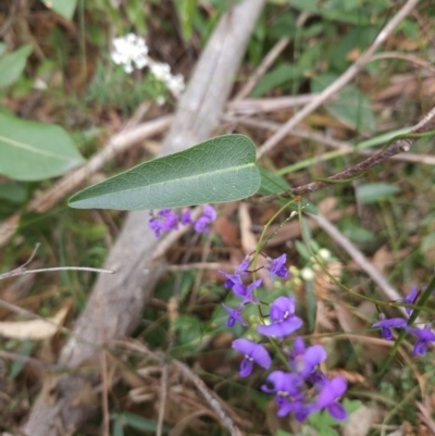 Hardenbergia violacea (False Sarsaparilla) at Ulladulla, NSW - 28 Jul 2023 by MatthewFrawley