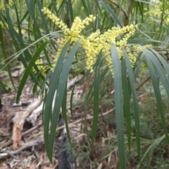 Acacia longifolia subsp. longifolia (sallow or Sydney golden wattle) at Ulladulla, NSW - 28 Jul 2023 by MatthewFrawley