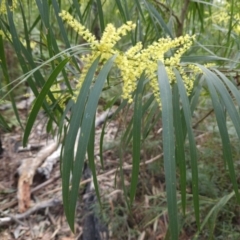 Acacia longifolia subsp. longifolia (Sydney Golden Wattle) at Ulladulla, NSW - 28 Jul 2023 by MatthewFrawley