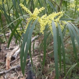 Acacia longifolia subsp. longifolia at Ulladulla, NSW - 28 Jul 2023 11:15 AM