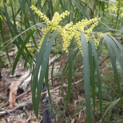 Acacia longifolia subsp. longifolia (sallow or Sydney golden wattle) at Ulladulla, NSW - 28 Jul 2023 by MatthewFrawley