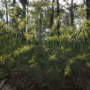 Acacia longifolia subsp. longifolia at Ulladulla, NSW - 28 Jul 2023 11:15 AM