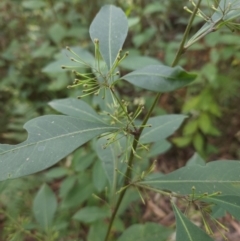 Dodonaea triquetra (Large-leaf Hop-Bush) at Ulladulla, NSW - 28 Jul 2023 by MatthewFrawley