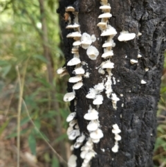 Unidentified Fungus at Ulladulla, NSW - 28 Jul 2023 by MatthewFrawley