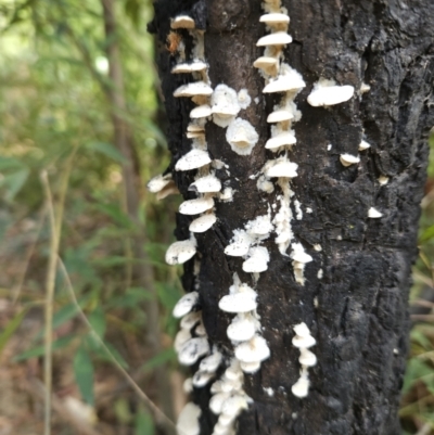 Unverified Fungus at Ulladulla, NSW - 28 Jul 2023 by MatthewFrawley