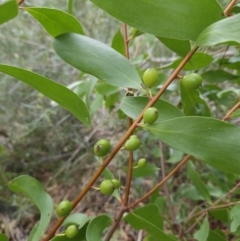 Persoonia levis (Broad-leaved Geebung) at Ulladulla, NSW - 28 Jul 2023 by MatthewFrawley