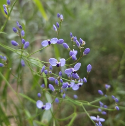 Comesperma volubile (Love Creeper) at Ulladulla, NSW - 28 Jul 2023 by MatthewFrawley