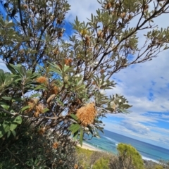 Banksia integrifolia subsp. integrifolia (Coast Banksia) at Ulladulla, NSW - 28 Jul 2023 by MatthewFrawley