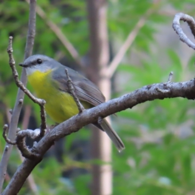 Eopsaltria australis (Eastern Yellow Robin) at Ulladulla, NSW - 28 Jul 2023 by MatthewFrawley