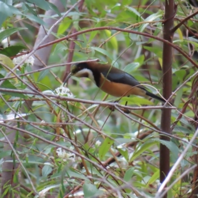 Acanthorhynchus tenuirostris (Eastern Spinebill) at Ulladulla, NSW - 28 Jul 2023 by MatthewFrawley