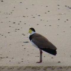 Vanellus miles (Masked Lapwing) at Ulladulla, NSW - 28 Jul 2023 by MatthewFrawley