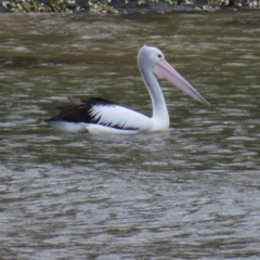 Pelecanus conspicillatus (Australian Pelican) at Ulladulla, NSW - 28 Jul 2023 by MatthewFrawley