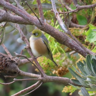 Zosterops lateralis (Silvereye) at Ulladulla, NSW - 28 Jul 2023 by MatthewFrawley