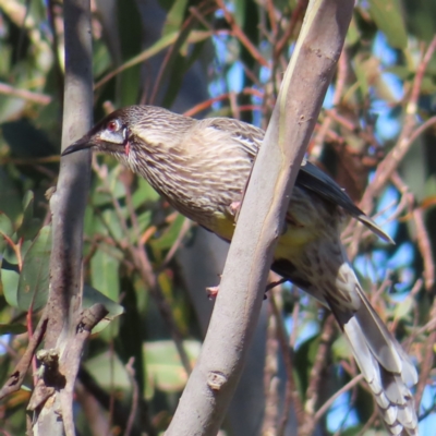 Anthochaera carunculata (Red Wattlebird) at Majors Creek, NSW - 29 Jul 2023 by MatthewFrawley