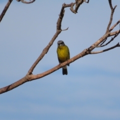 Eopsaltria australis (Eastern Yellow Robin) at Ulladulla, NSW - 28 Jul 2023 by MatthewFrawley