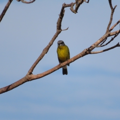 Eopsaltria australis (Eastern Yellow Robin) at Ulladulla, NSW - 28 Jul 2023 by MatthewFrawley