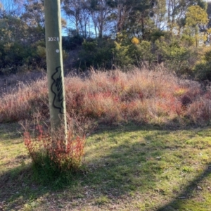 Euphorbia oblongata at Macgregor, ACT - 21 Jul 2023